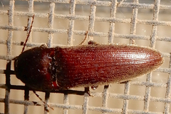 Diplostethus texanus