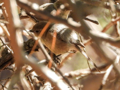 Psaltriparus minimus