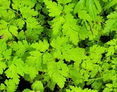 Geranium robertianum