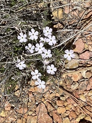 Phlox austromontana