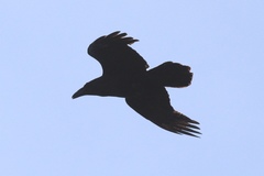 Corvus corax principalis