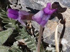 Oxytropis oreophila