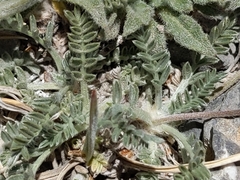 Oxytropis oreophila