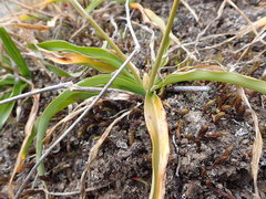 Trihesperus glaucus