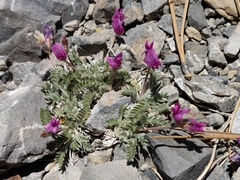 Oxytropis oreophila