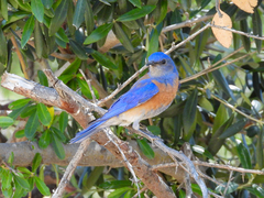 Sialia mexicana