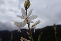 Trihesperus glaucus