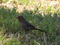 Melozone crissalis