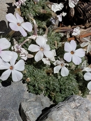 Phlox condensata