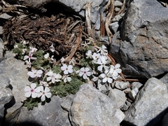 Phlox condensata