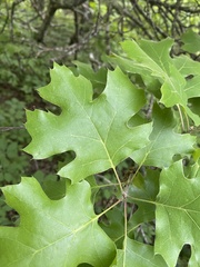 Quercus acerifolia