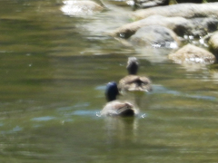 Anas platyrhynchos