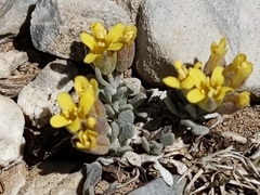Physaria kingii