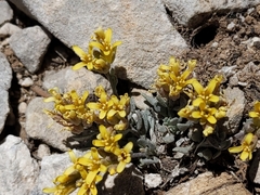 Physaria kingii