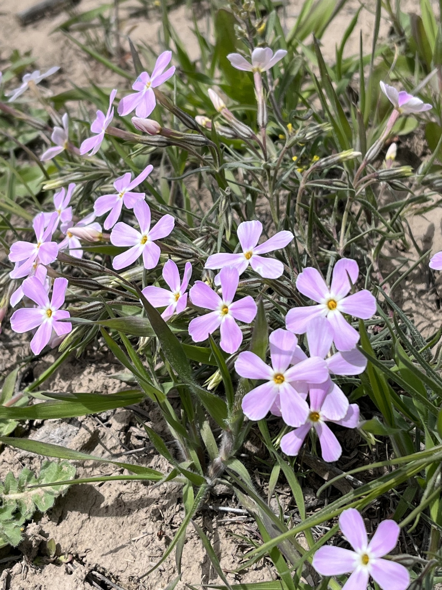 Longleaf Phlox (Phlox longifolia) · iNaturalist