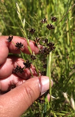 Juncus phaeocephalus