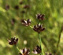 Juncus phaeocephalus