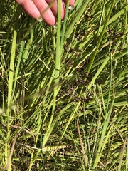 Juncus phaeocephalus