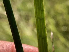 Juncus phaeocephalus