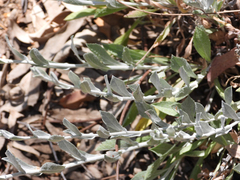 Corethrogyne filaginifolia
