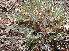 Corethrogyne filaginifolia