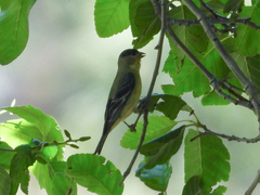 Spinus psaltria