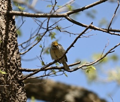 Vermivora chrysoptera