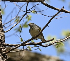 Vermivora chrysoptera