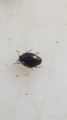 Acritus nigricornis