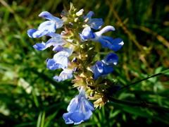 Salvia uliginosa