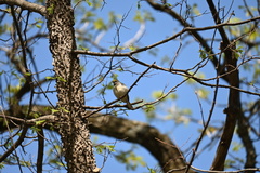 Vermivora chrysoptera