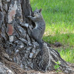 Sciurus griseus