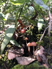 Mycena haematopus