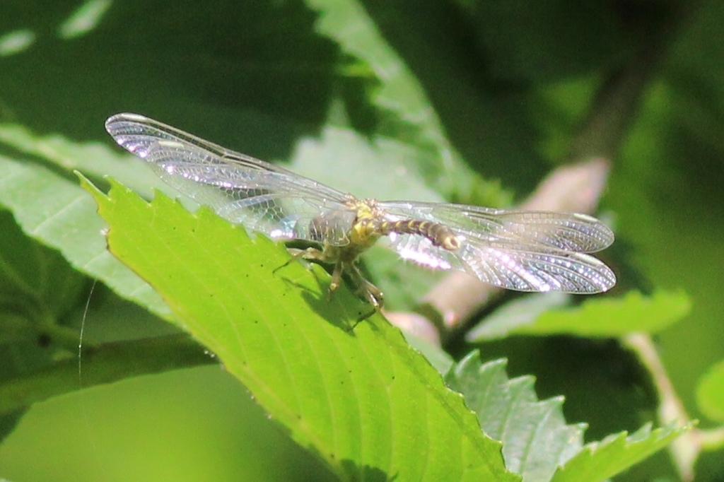 eastern-least-clubtail-from-bear-mountain-state-park-tomkins-cove-ny