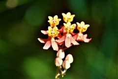 Asclepias lanceolata image