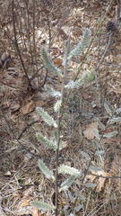 Salix humilis tristis
