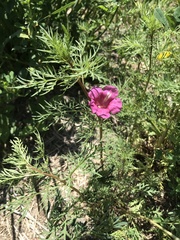 Incarvillea sinensis