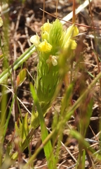 Castilleja rubicundula