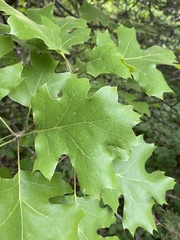 Quercus acerifolia
