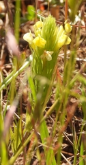 Castilleja rubicundula
