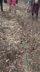 Salix humilis tristis