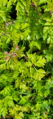 Geranium robertianum