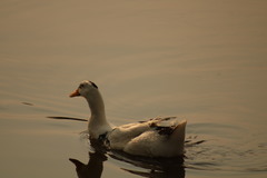 Anas platyrhynchos domesticus