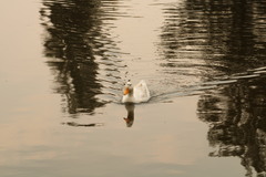 Anas platyrhynchos domesticus