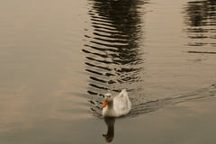 Anas platyrhynchos domesticus