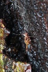 Papirioides jacobsoni