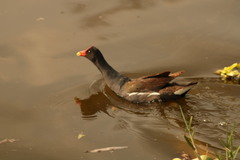 Gallinula galeata