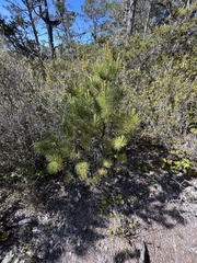 Pinus contorta bolanderi