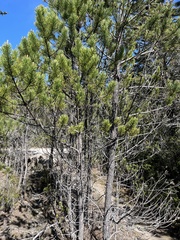 Pinus contorta bolanderi