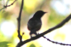 Icterus spurius spurius